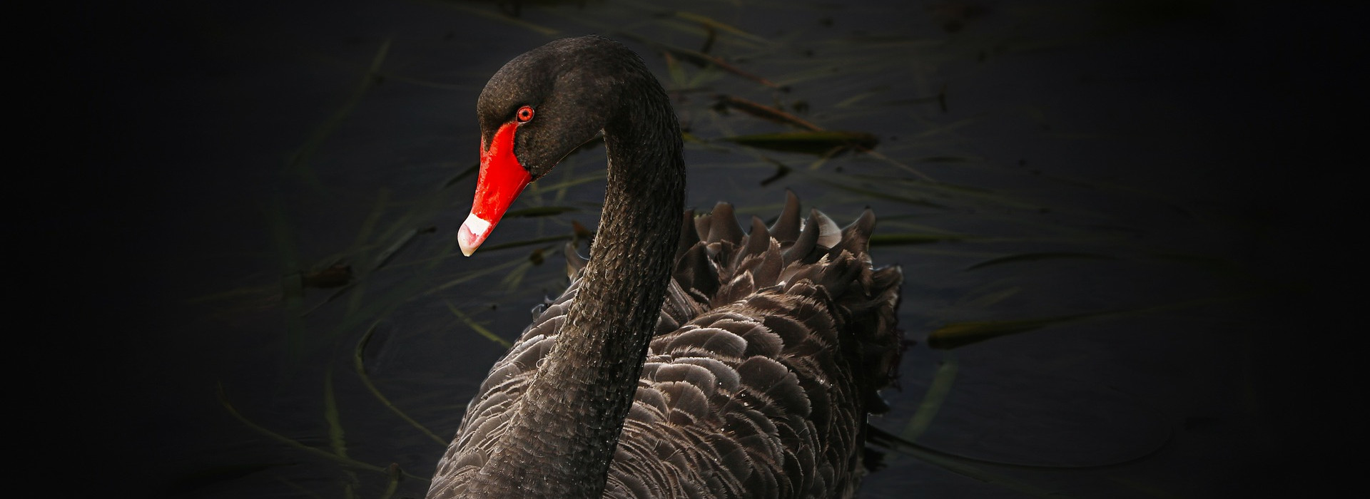 Coronavirus: il nostro nuovo cigno nero - Studio Sant'Andrea Srl